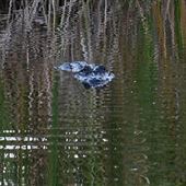 Charlotte Harbor Environmental Center -Alligator Creek
