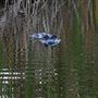 Charlotte Harbor Environmental Center -Alligator Creek