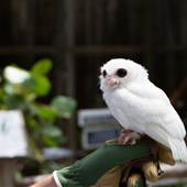 Peace River Wildlife Center