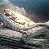 Iguanaland