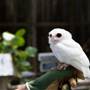 Peace River Wildlife Center